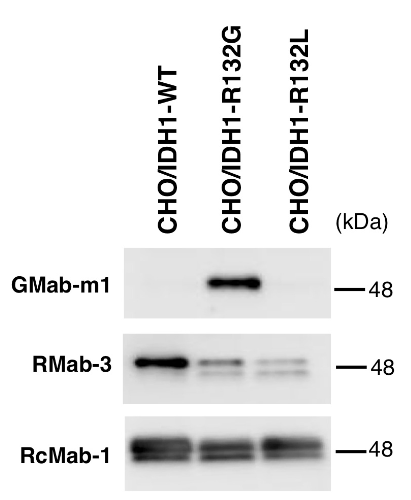 BBRC2013b2.jpg