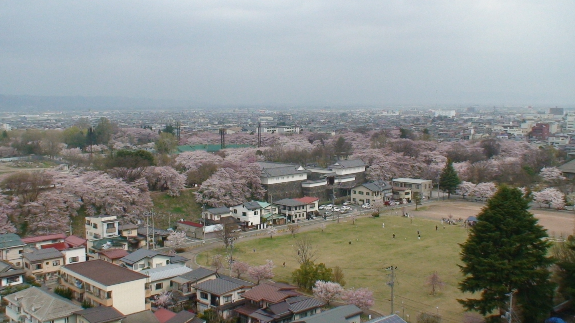 sakura2.jpg