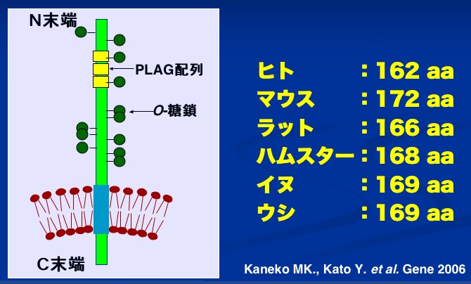 kozo